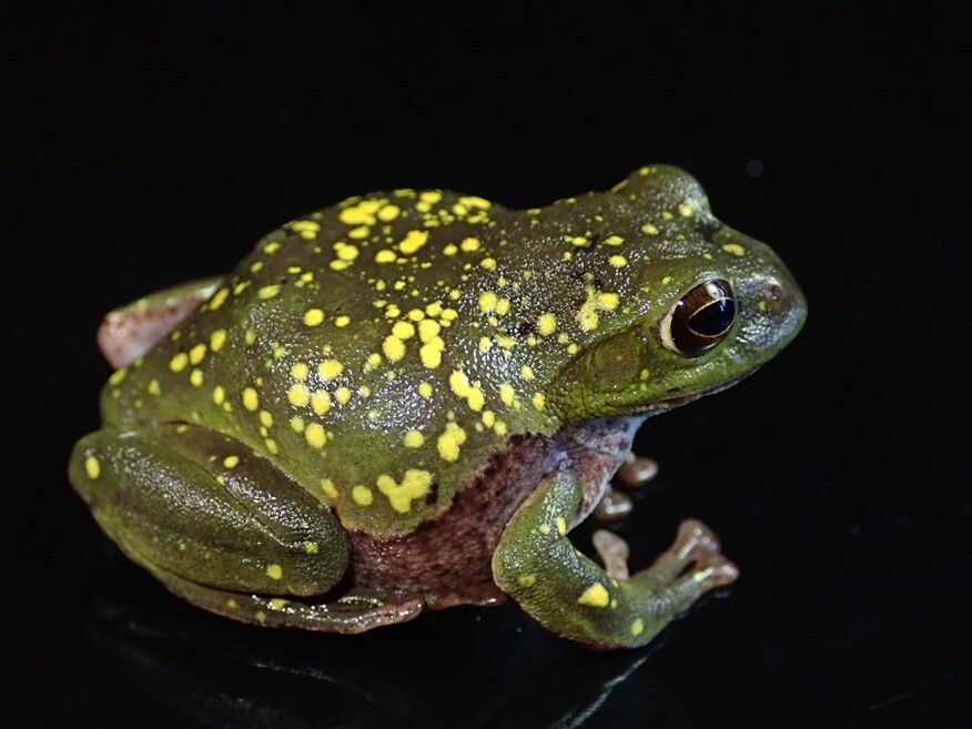 /Vl** yellow .. many * production egg front! Schlegel's green tree frog * length 52mm