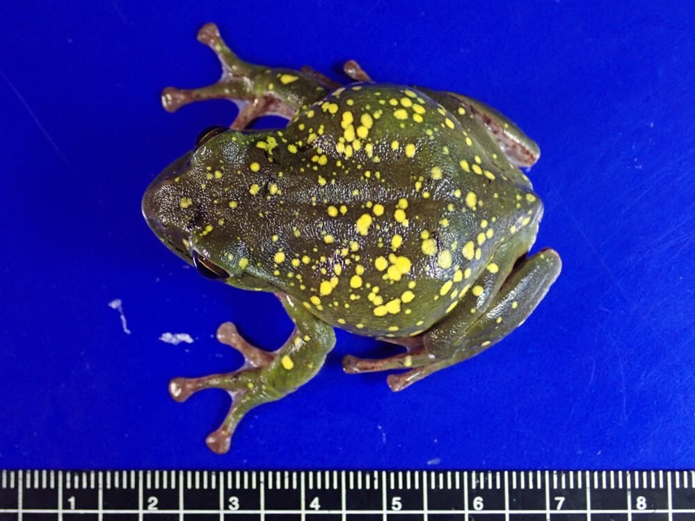 /Vl** yellow .. many * production egg front! Schlegel's green tree frog * length 52mm