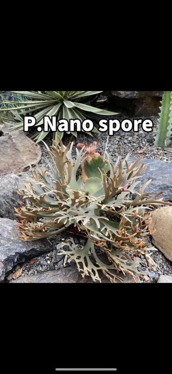 [ pine .]Nano spore postage included 