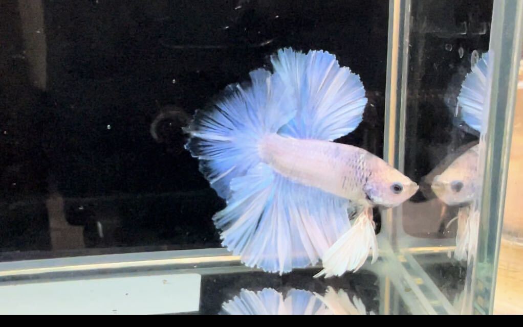  betta King rose d male own breeding delivery possibility region necessary verification 