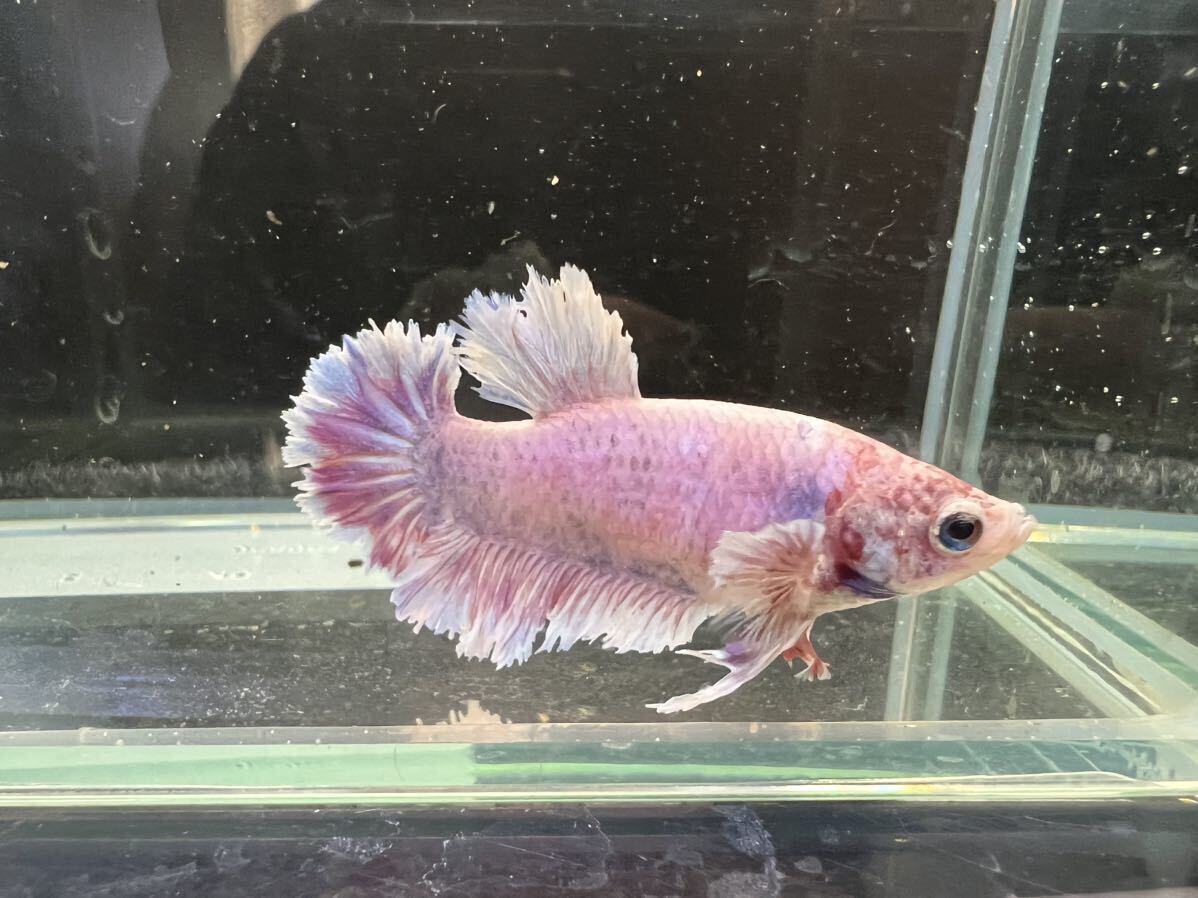  betta King rose d male own breeding delivery possibility region necessary verification 