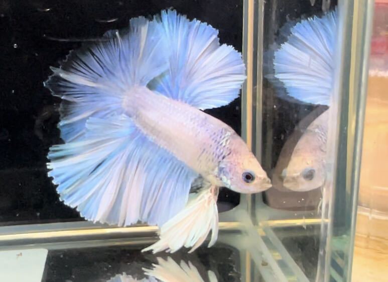  betta King rose d male own breeding delivery possibility region necessary verification 