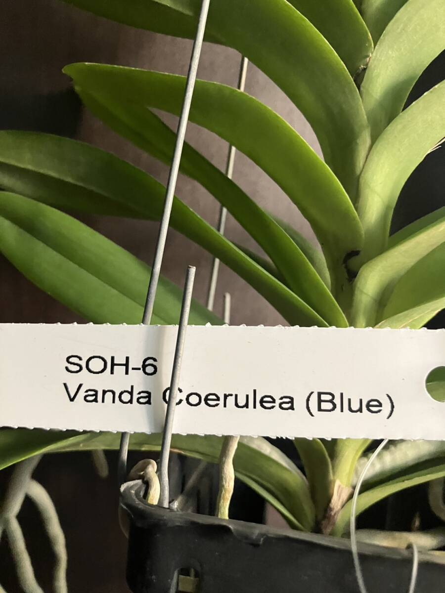 洋蘭 Vanda Coerulea Blue SOH-6 の画像2