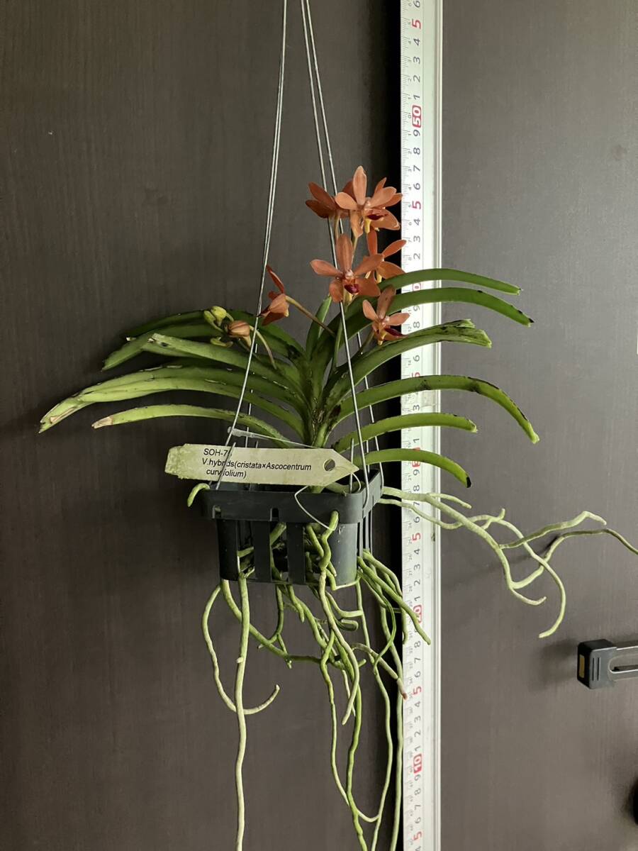 洋蘭　Vanda hybrids cristata x Ascocentrum curvifolium　開花　SOH-75 _画像3