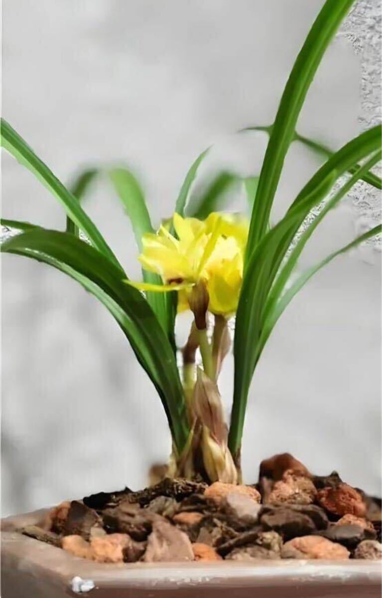 中国春蘭 「黄金牡丹」 2本立 新芽付き 葉長は約28cm (春蘭、日本春蘭、東洋蘭、寒蘭)_画像2