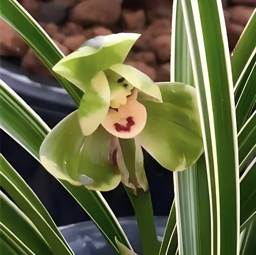  China весна орхидея [ свет .] (. лампочка груз .. колесо .) 3шт.@. новый . имеется лист длина. примерно 28cm [ весна орхидея, Япония весна орхидея, Восток орхидея ]
