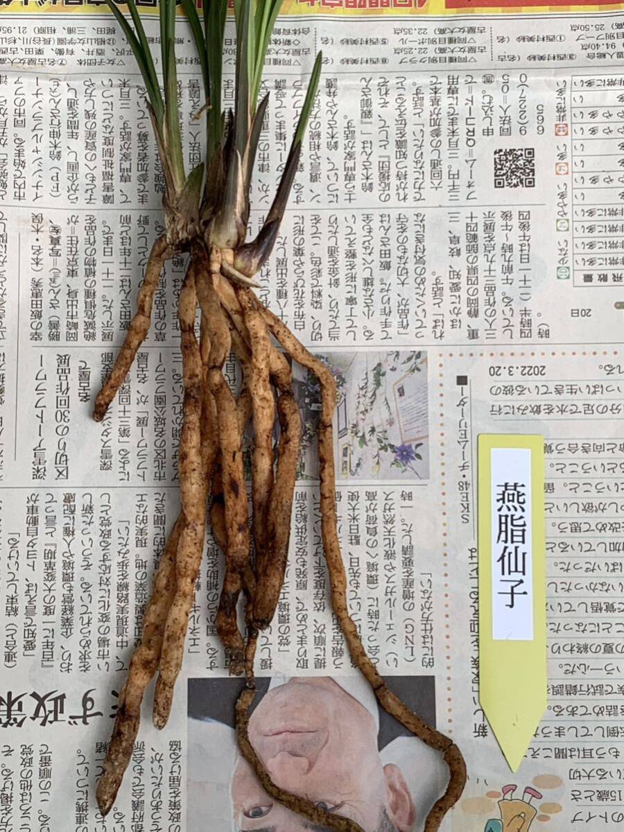 中国春蘭 「臙脂仙子」 3本立 新芽付き 花芽付き 葉長は約46cm (春蘭、日本春蘭、東洋蘭、寒蘭)の画像4