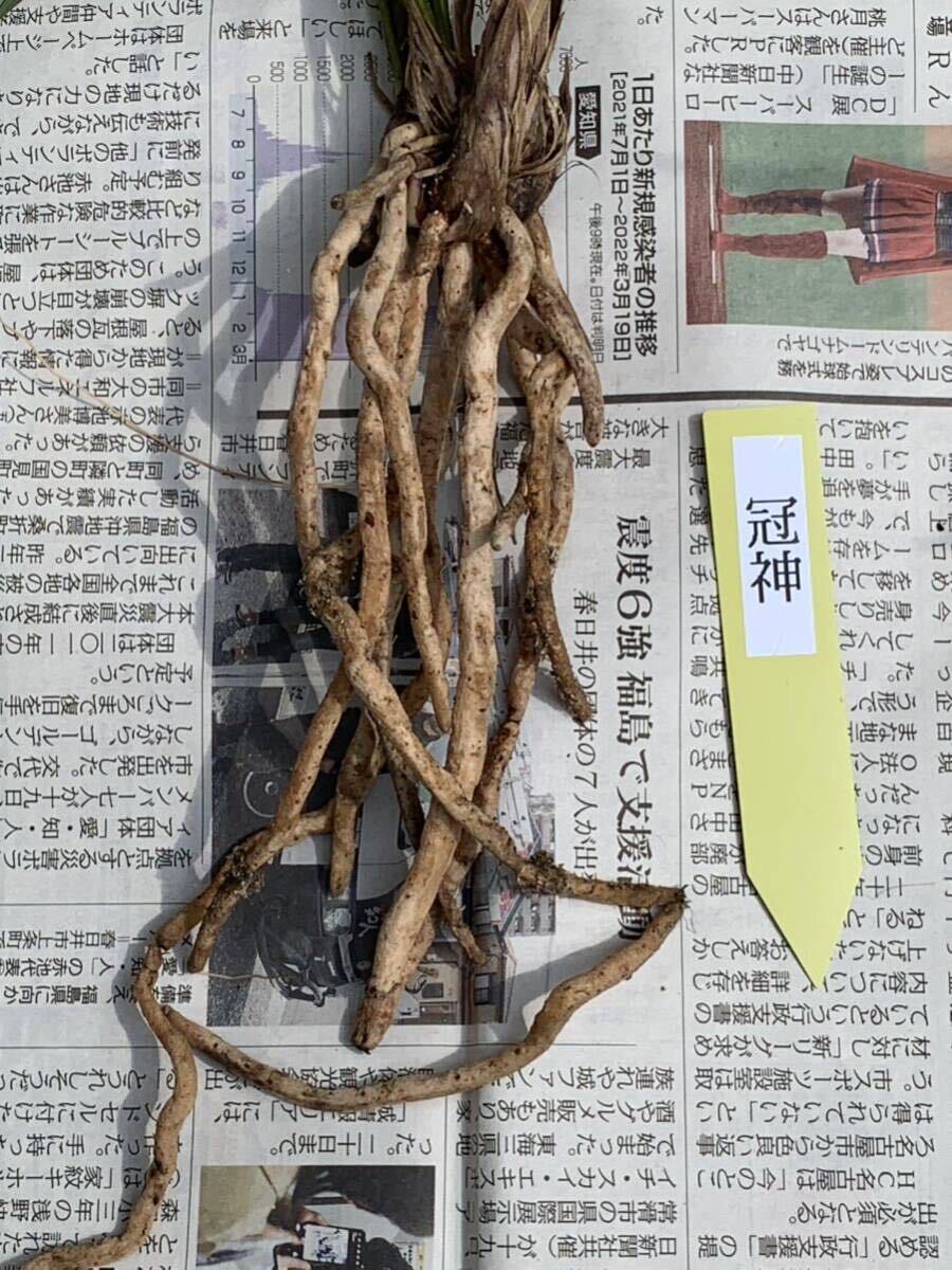 中国春蘭 春蘭名品 「冠神」 5本立 新芽付き 花が止んだ 葉長は約38cm (春蘭、日本春蘭、東洋蘭、寒蘭)の画像2