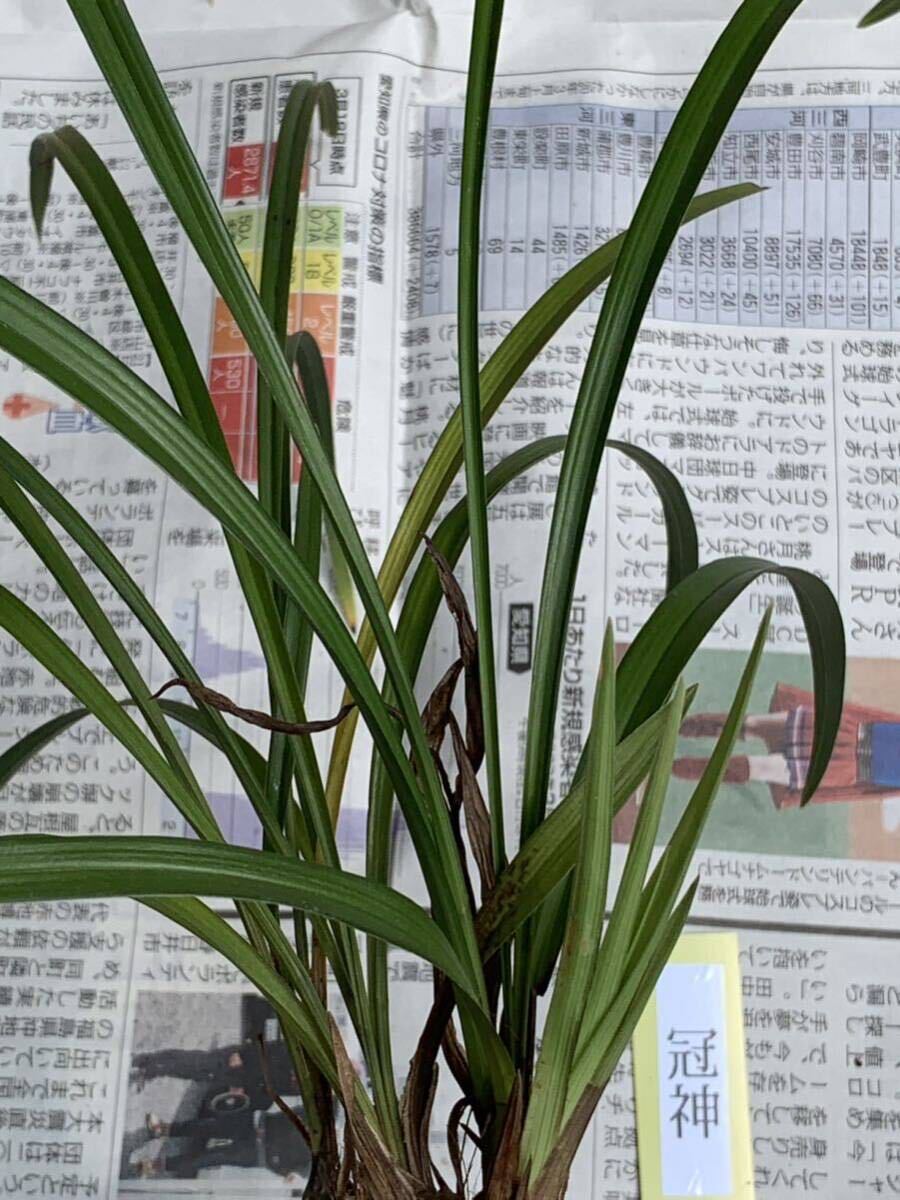 中国春蘭 春蘭名品 「冠神」 5本立 新芽付き 花が止んだ 葉長は約38cm (春蘭、日本春蘭、東洋蘭、寒蘭)の画像5