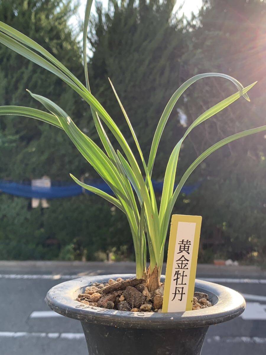 中国春蘭 「黄金牡丹」 2本立 新芽付き 葉長は約28cm (春蘭、日本春蘭、東洋蘭、寒蘭)_画像6