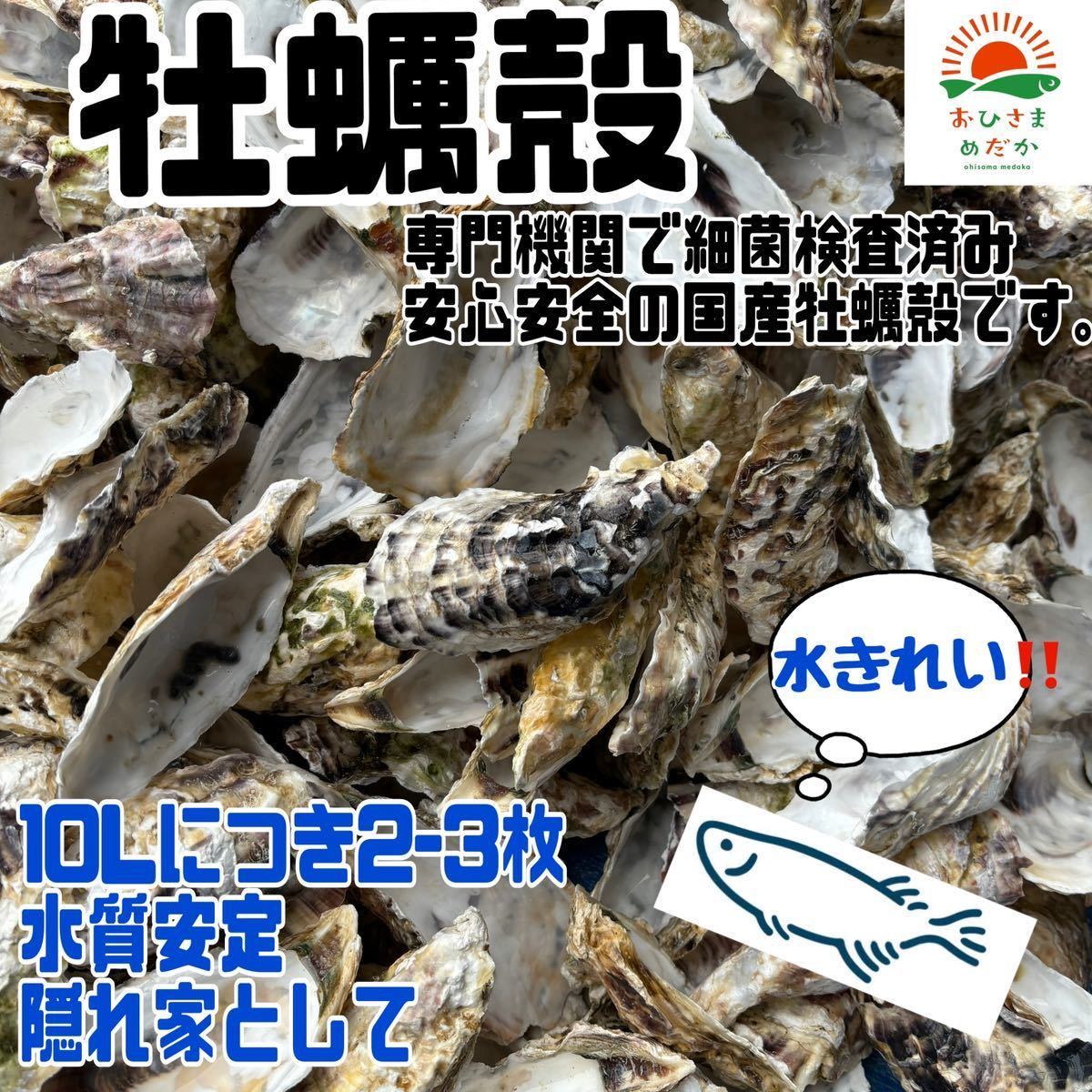 水質改善【牡蠣殻(カキ殻) 30殻】メダカ　アクアリウム用ろ材 牡蠣殻チップ かきがら ろ材 めだか バクテリア金魚 PSB クロレラ_画像2