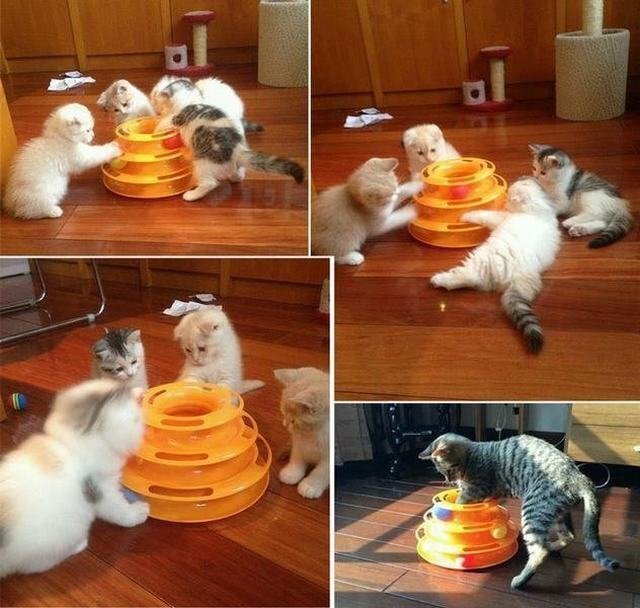 [sunstore]* great popularity cat. toy cat ball tower turning round and round tower .. not many head correspondence 