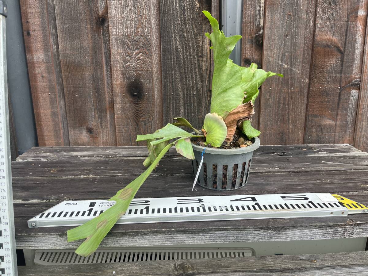  staghorn fern Corona liumfilipines103