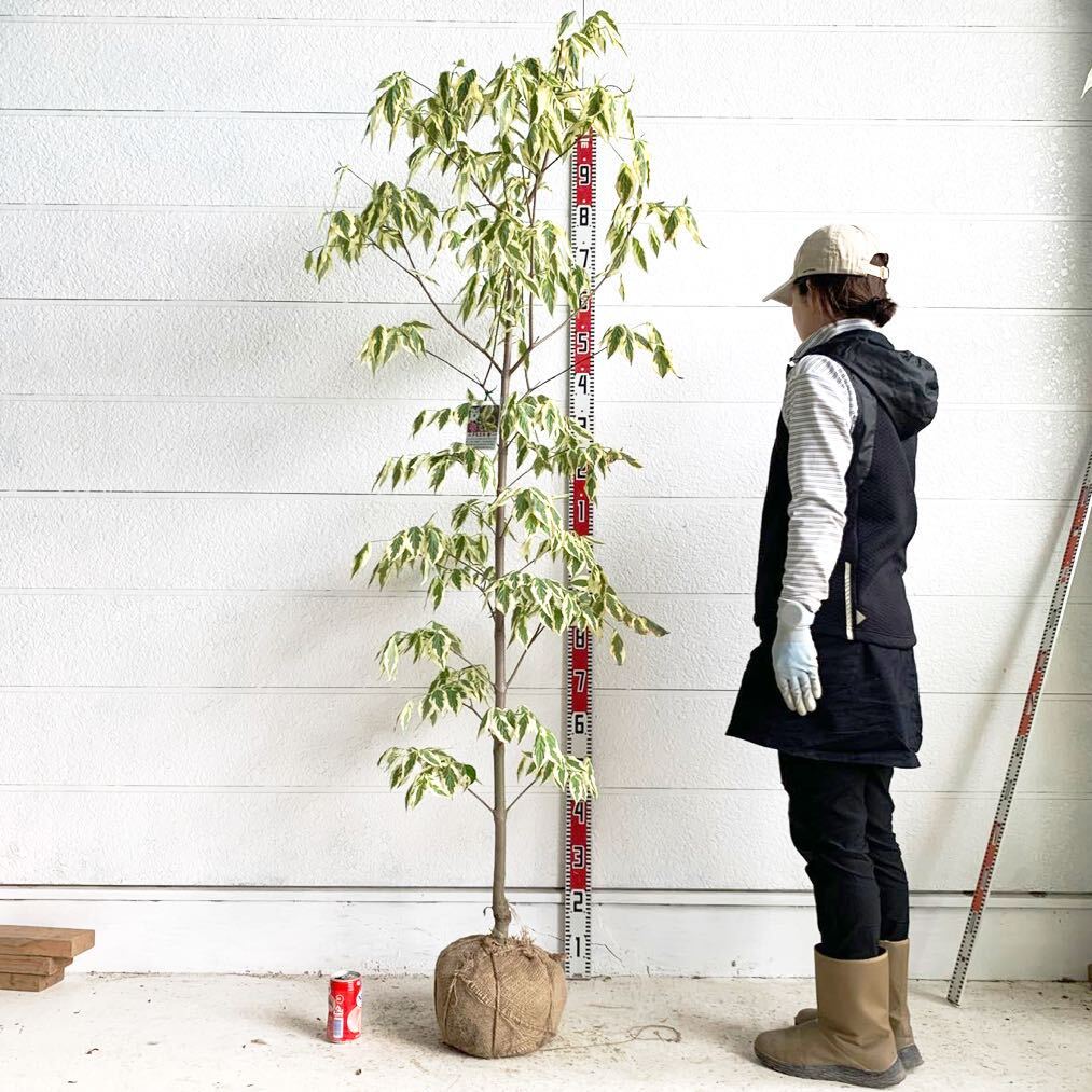 斑入り　ハイブリッド　ハナミズキ　 彩　約:200cm 【フイリ 根巻 白花 シンボルツリー 庭木 植木 落葉樹 落葉高木　イロドリ】 501302_画像1