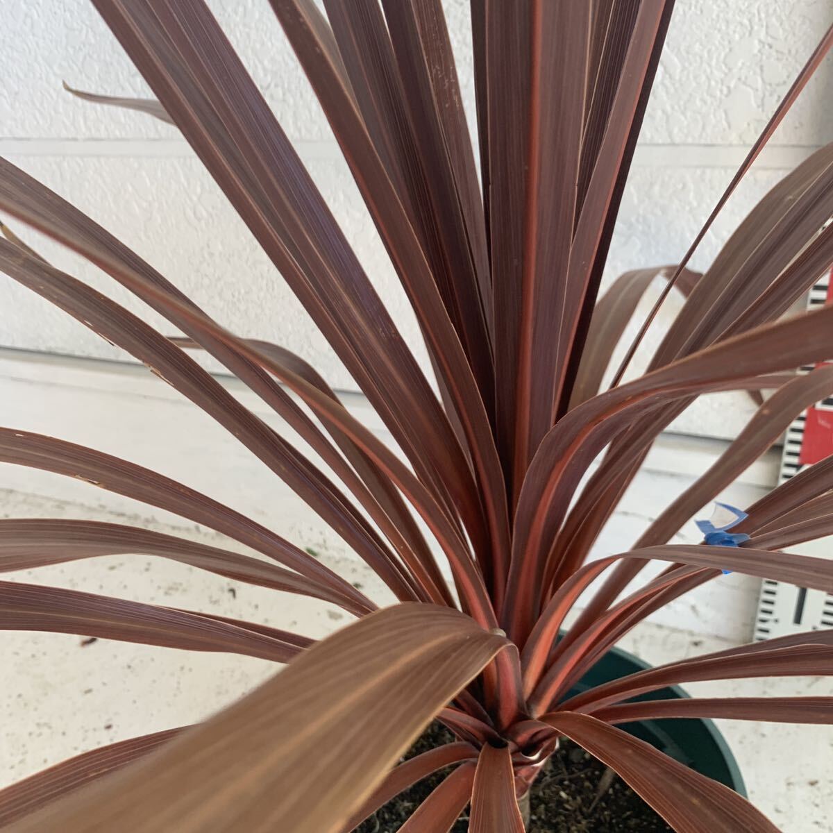  red dracaena approximately 60cm [ decorative plant Driger ten cocos nucifera. tree here s cocos nucifera odour shu Rolland koru Gigli ne red Star ]248471