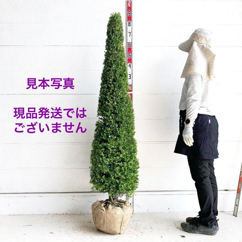 植木 目隠し ツゲの人気商品・通販・価格比較 - 価格.com