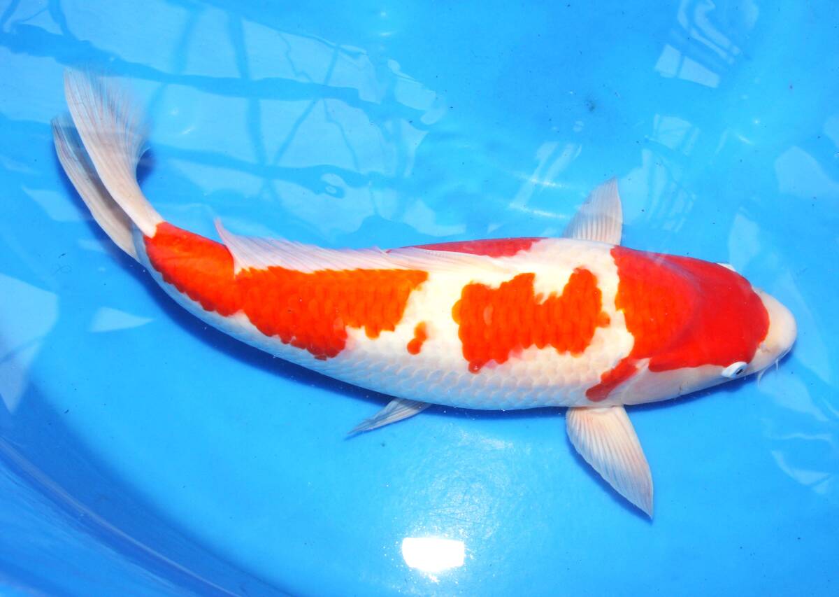  mud . capacity over ( tears ). cheap ** selling out! pattern & quality is good! goods judgement . for establish . how? front river . white F 2 -years old approximately 48cm female guarantee 