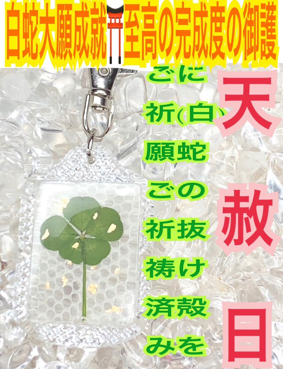 白蛇の抜け殻 本物 天然物 五つ葉のクローバー キーホルダー 脱け殻 メモリーオイル 財運 恋愛運 白蛇のお守り【天赦日ご祈祷済み】財布 23_画像1