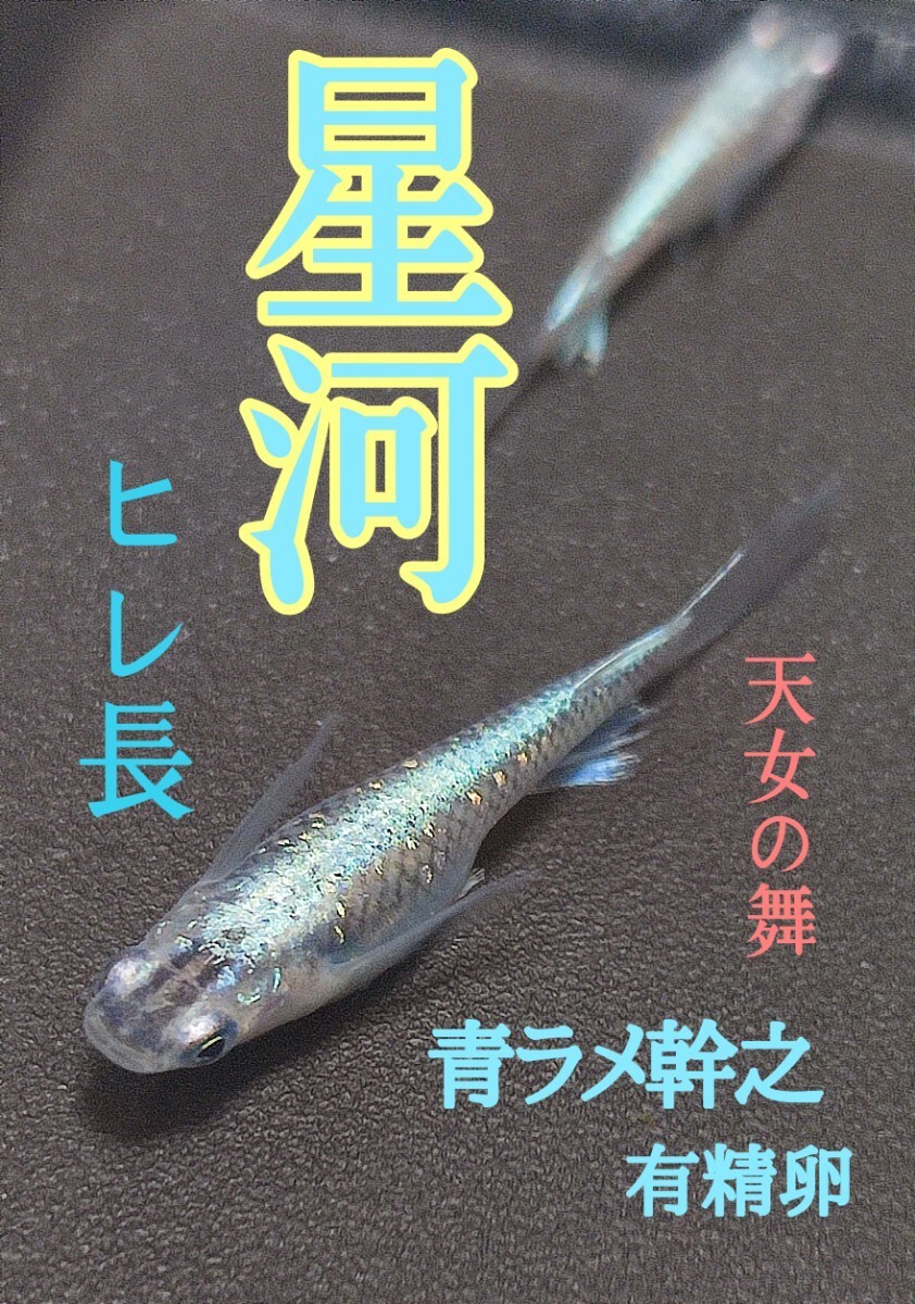 プラチナ星河メダカ　ヒレ長　の有精卵　30個+@個　送料無料_画像1