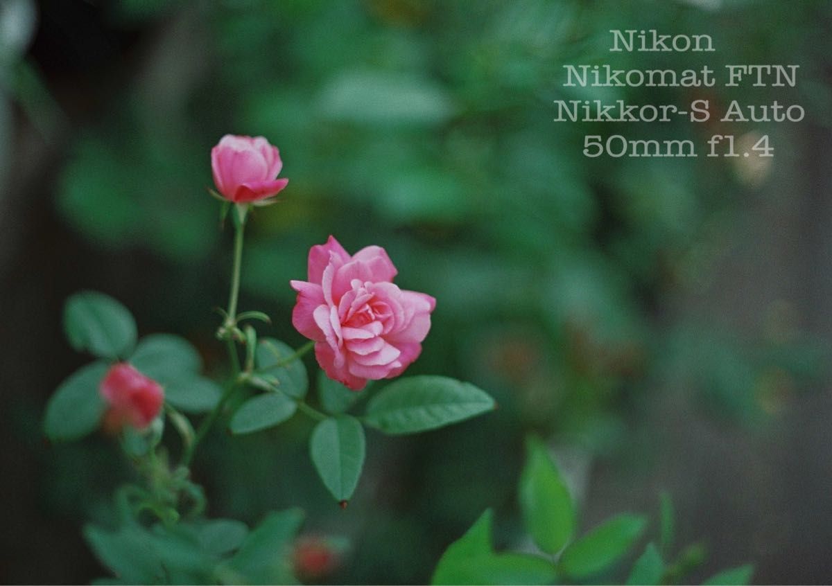 ★Nikon nikomat ftn ★ニッコールf1.4★完動品＊美品★実写済