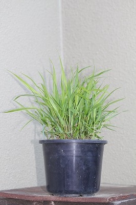 風知草・「白糸」の５寸プラ鉢植え。_画像2