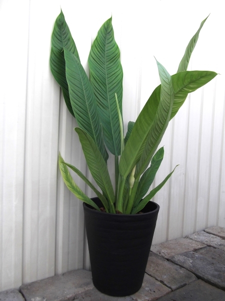 現物出品【フィロデンドロン・カンピー＊Philodendron Campii】７号_画像2