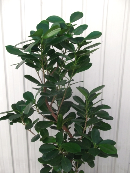 現物出品【ガジュマル・モクラメ 曲がり幹 100ｃｍ＊Ficus microcarpa Moclame】７号_画像3