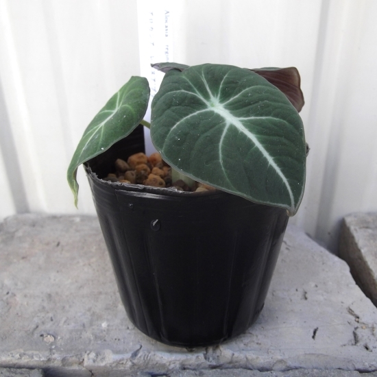 現物出品【アロカシア・ブラックベルベット＊Alocasia reginula Black Velvet】３号_画像1