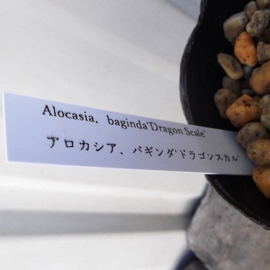 現物出品【アロカシア・ドラゴンスケール＊Alocasia baginda Dragon Scale】３号_画像5