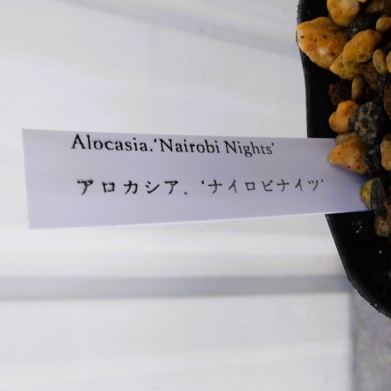 現物出品【アロカシア・ナイロビナイツ＊Alocasia Nairobi Nights】３号_画像5