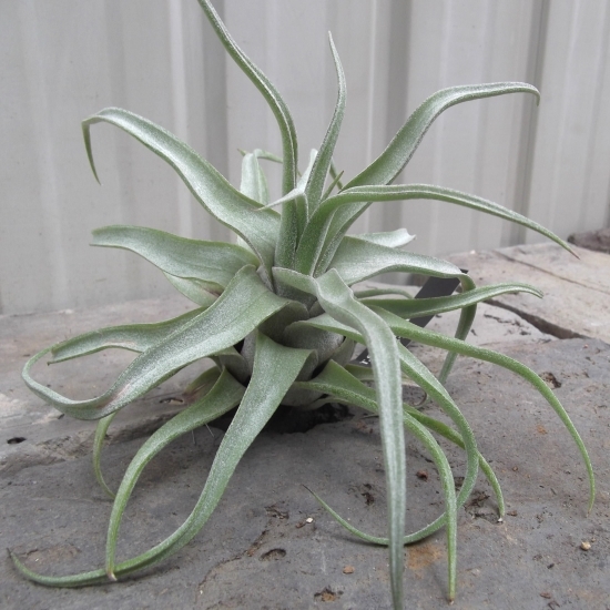 現物出品【チランジア・ストレプトフィラ＊Tillandsia streptophylla＊エアプランツ】_画像1