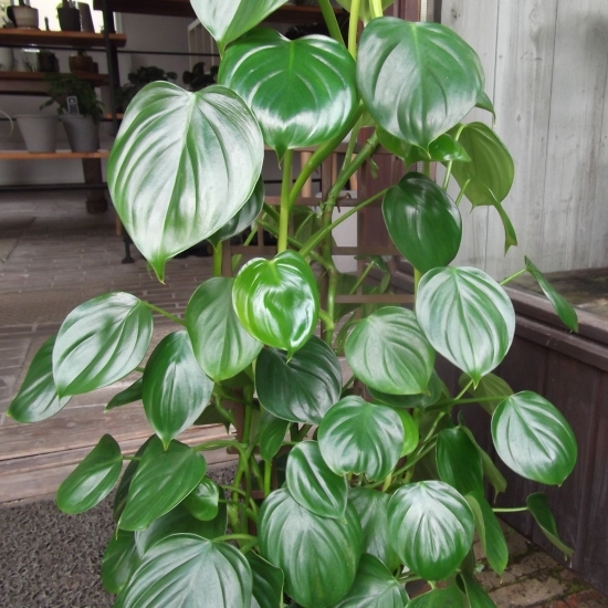 現物出品【フィロデンドロン・ピッチェリー＊Philodendron Pittieri】６号_画像1