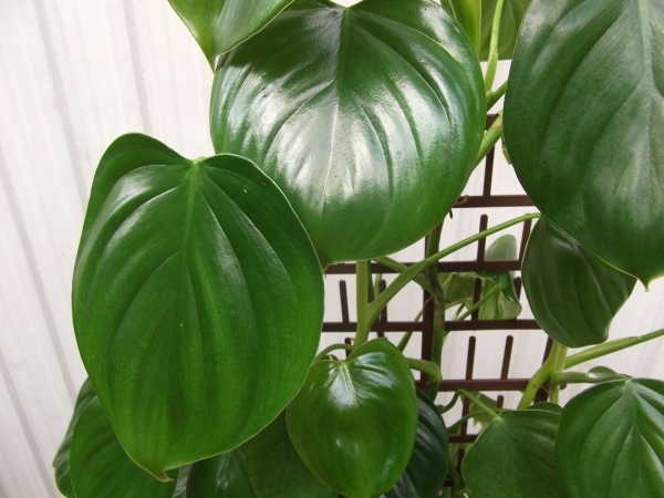 現物出品【フィロデンドロン・ピッチェリー＊Philodendron Pittieri】６号_画像4