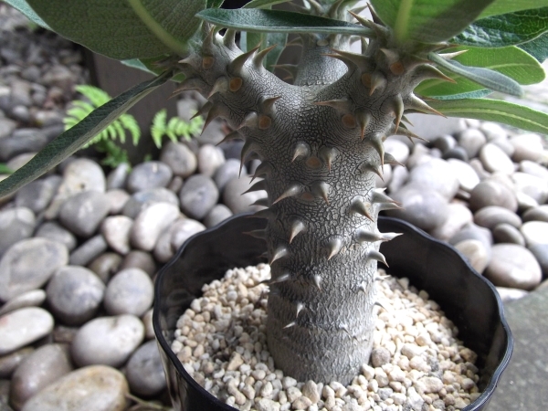 現物出品【パキポディウム・デンシフロラム＊Pachypodium densiflorum＊シバ女王の玉櫛】４号_画像6