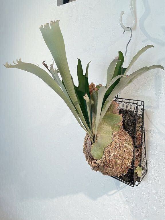 P.foong siqi spore FSQ staghorn fern f-n type spo aFSQ. . stock.. stock minute after approximately 1 months. safety size..