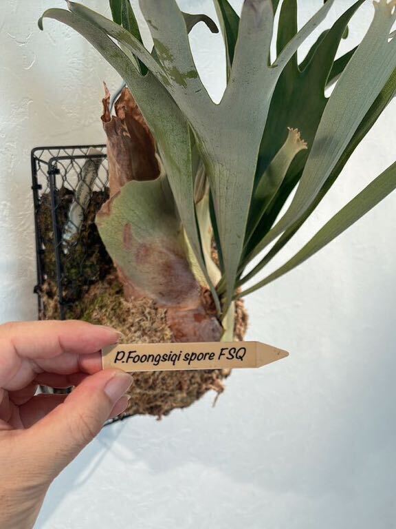 P.foong siqi spore FSQ staghorn fern f-n type spo aFSQ. . stock.. stock minute after approximately 1 months. safety size..