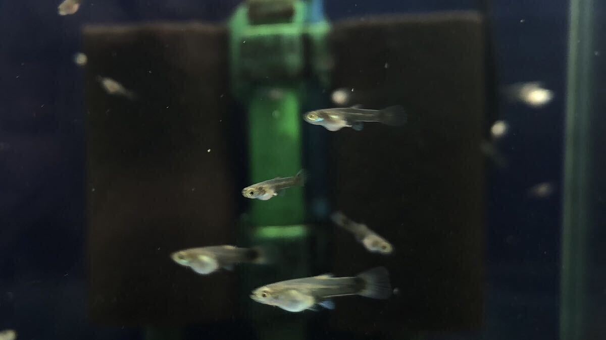 〈833〉ドイツイエロータキシード サンセット系統 稚魚40匹 5月生まれの画像3