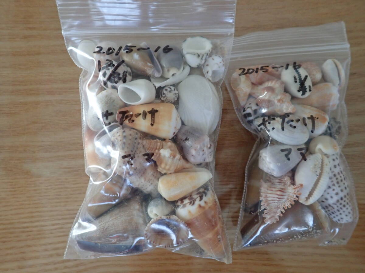 6　貝殻 まとめて 材料 沖縄 タカラガイ イモガイ 巻貝 インテリア アート 大量 パーツ　_画像1