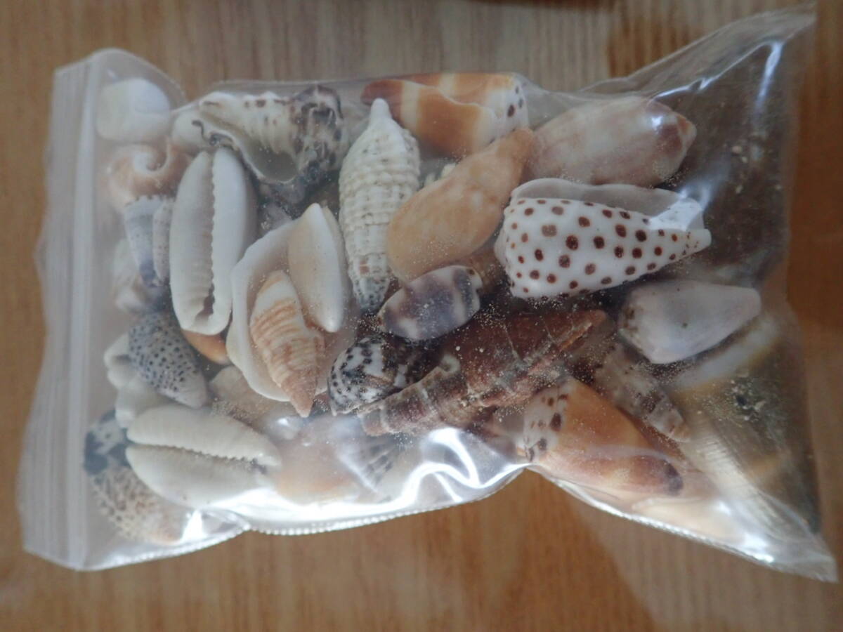 6　貝殻 まとめて 材料 沖縄 タカラガイ イモガイ 巻貝 インテリア アート 大量 パーツ　_画像3