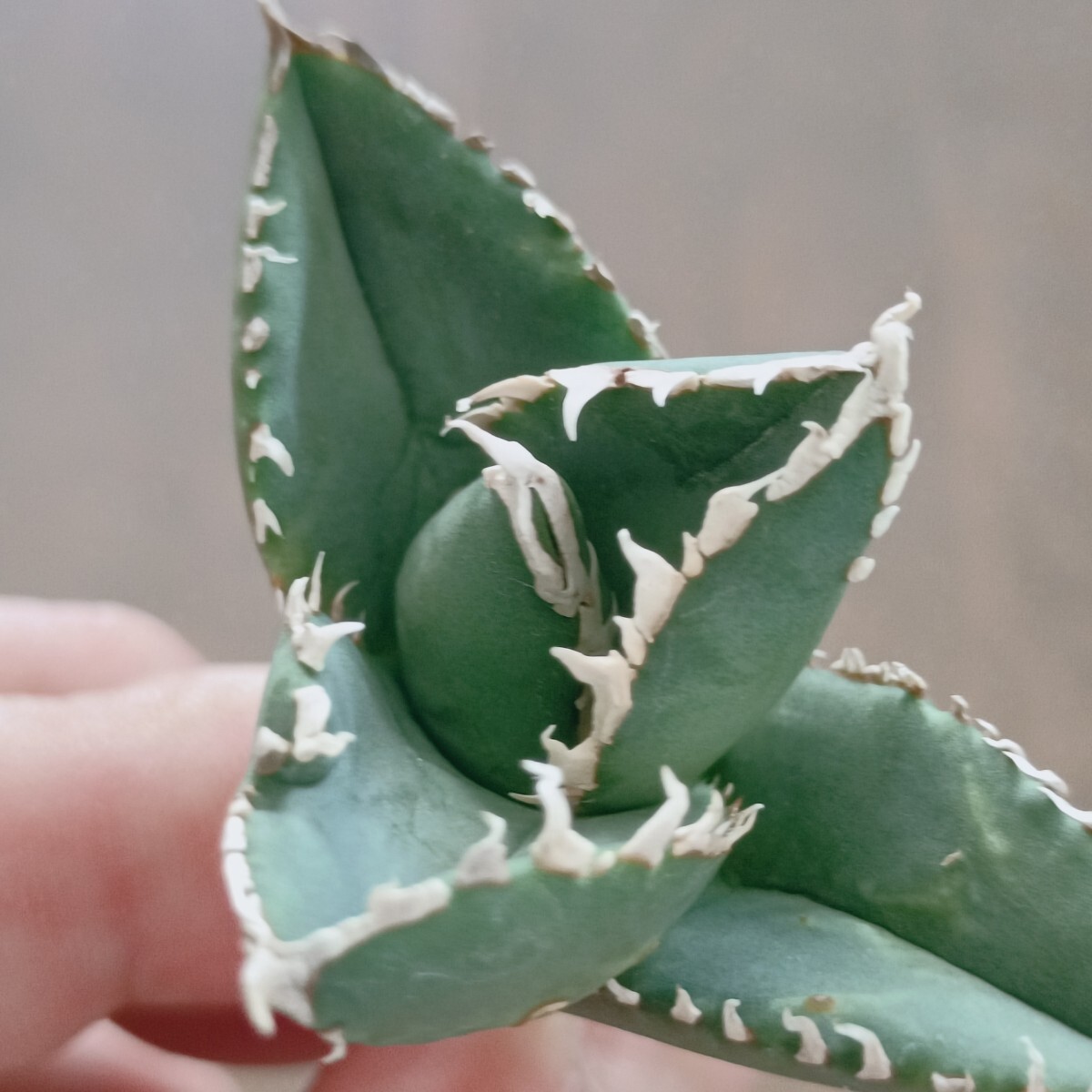 S335 succulent plant agave chitanota a little over white .. heart dragon special selection finest quality stock excellent ..( inspection agave chitanotaSAD white ... heart dragon Kiyoshi . demon )