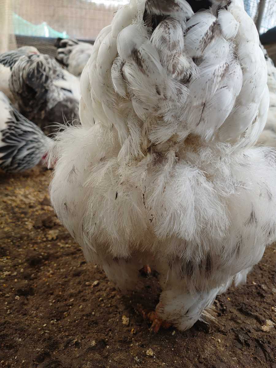 送料込 大型鶏 ライトブラマ 食用有精卵 ５個+１個の画像6