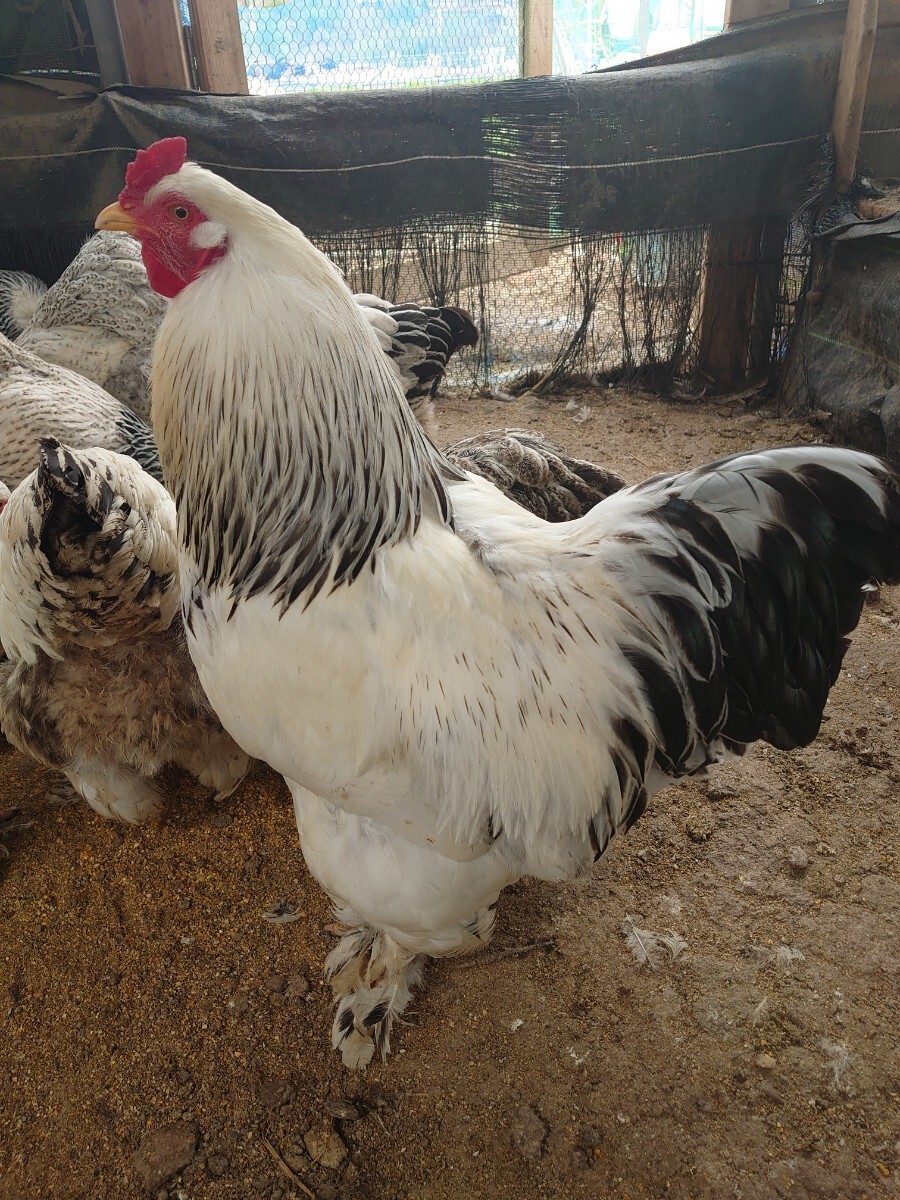 送料込　大型鶏　ライトブラマ　食用有精卵　５個+１個_画像1
