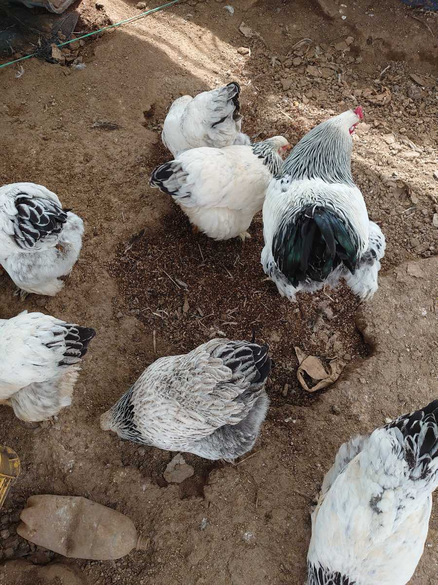 送料込　大型鶏　ライトブラマ　食用有精卵　５個+１個_画像3