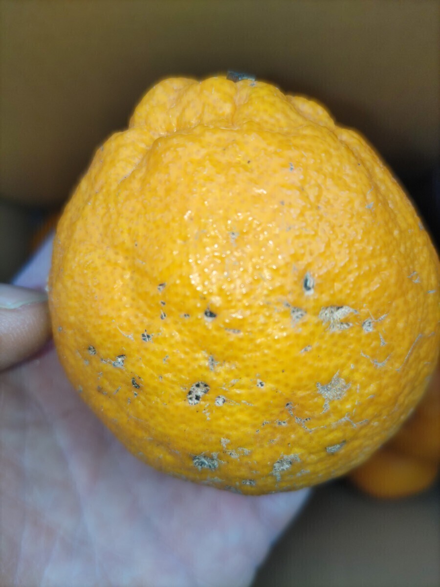 4 全国送料無料 不知火 しらぬひ しらぬい産地直送 家庭用 中身4キロ程度 柑橘 みかん 柑橘 デコポン と同品種の画像5
