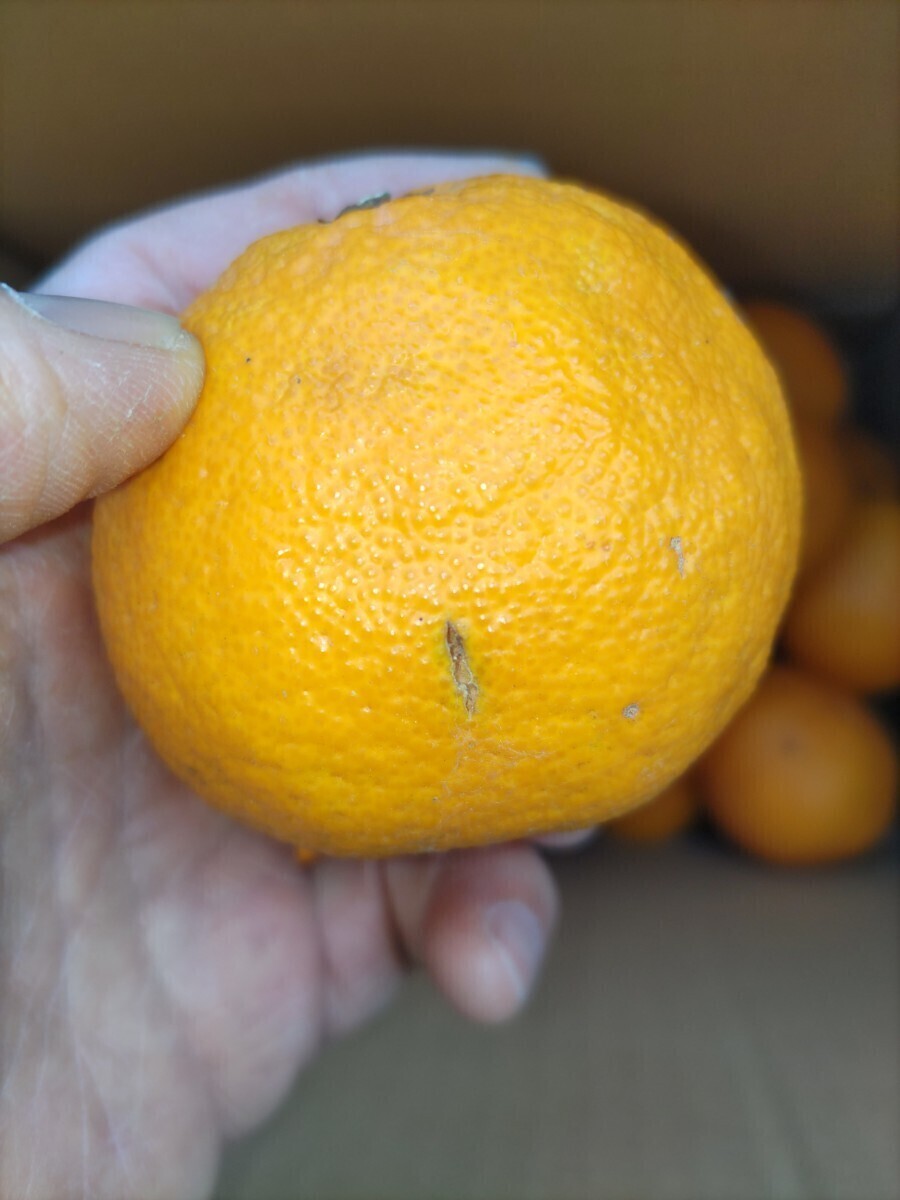 4 全国送料無料 不知火 しらぬひ しらぬい産地直送 家庭用 中身4キロ程度 柑橘 みかん 柑橘 デコポン と同品種の画像3