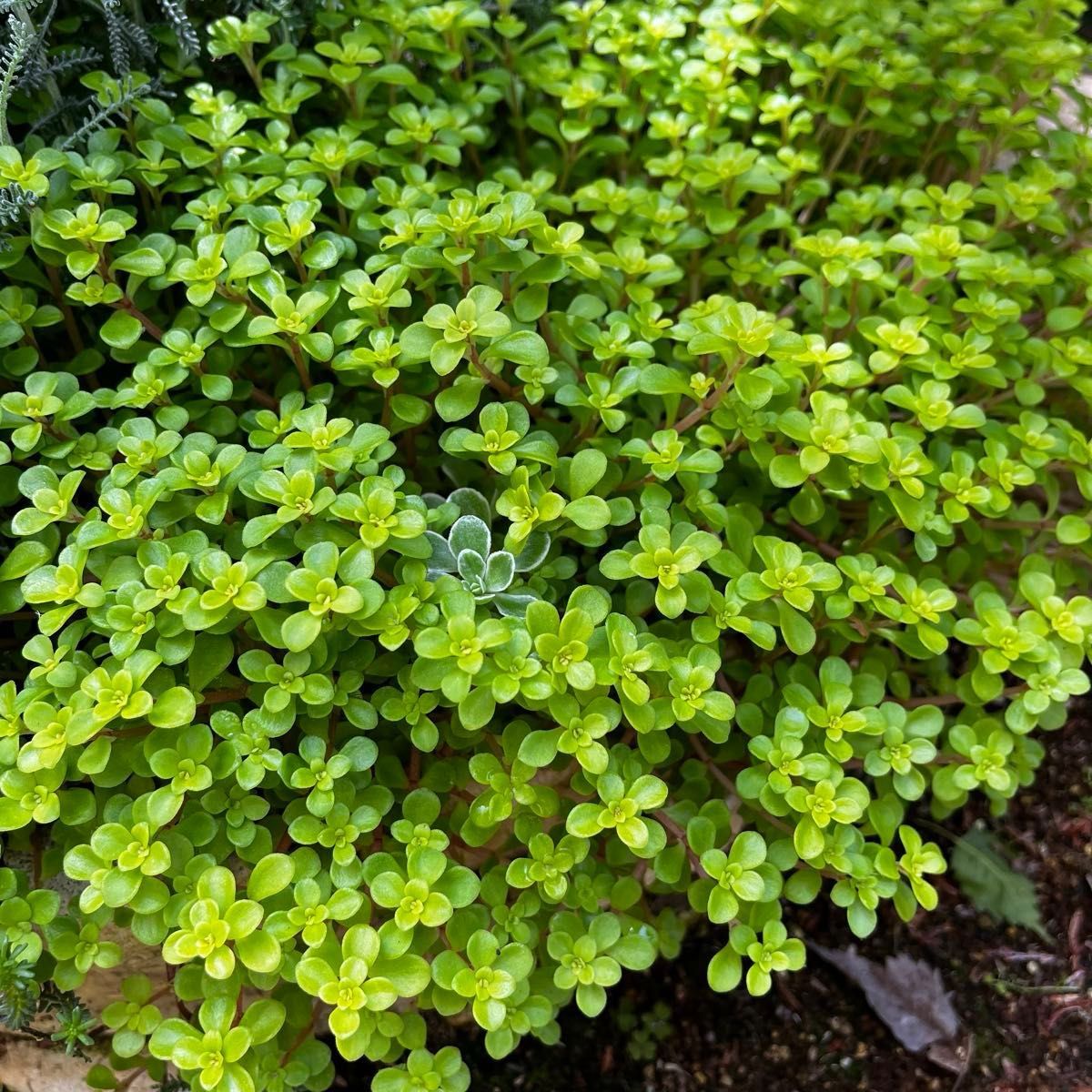 多肉植物　丸葉万年草　カット苗