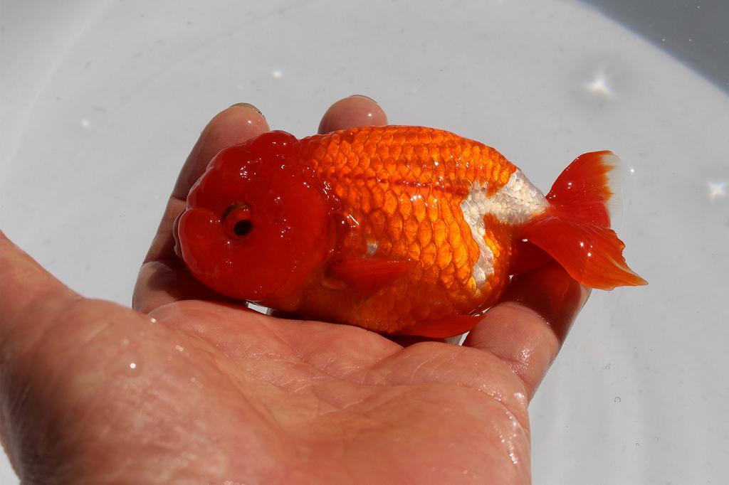 **{ Uno group golgfish ... many red .. special 4 -years old fish }** approximately 11 centimeter rom and rear (before and after) male N1