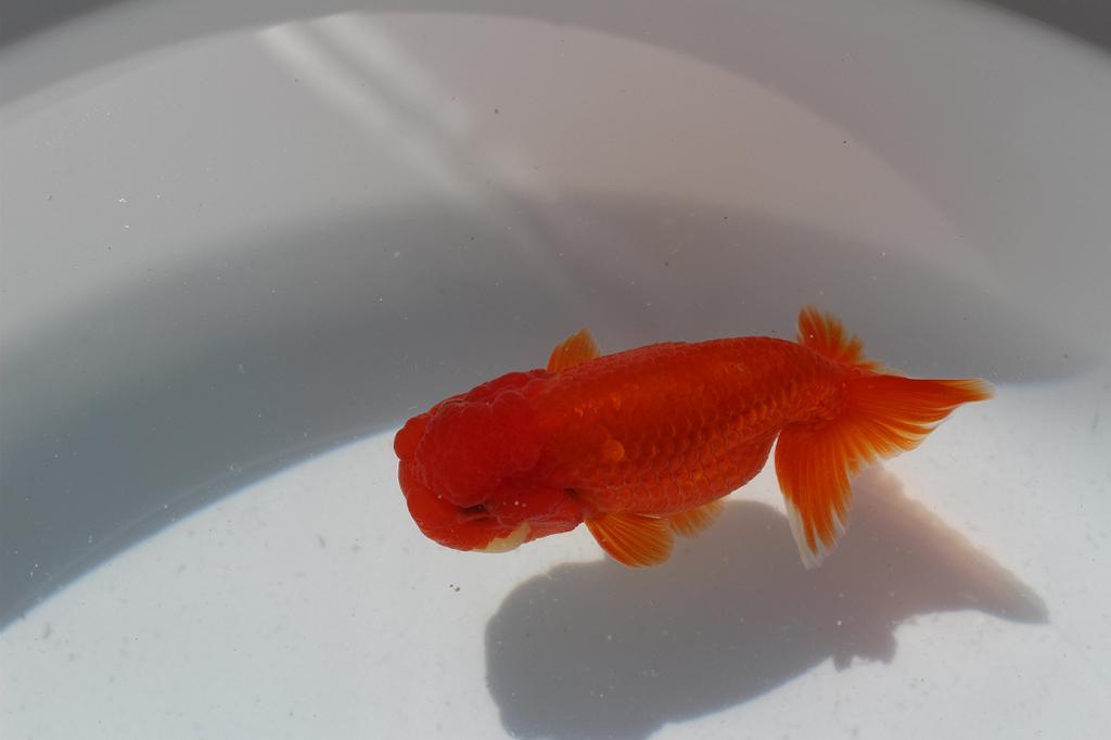 **{ Uno group golgfish ..... series special 4 -years old fish }** approximately 10 centimeter rom and rear (before and after) male N3