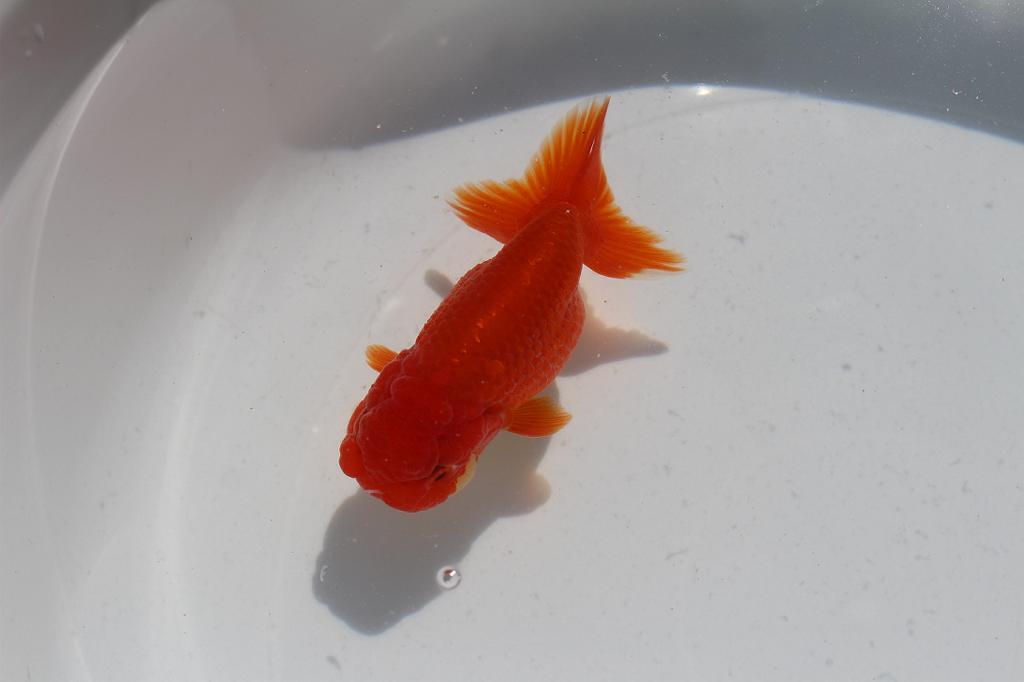 **{ Uno group golgfish ..... series special 4 -years old fish }** approximately 10 centimeter rom and rear (before and after) male N3