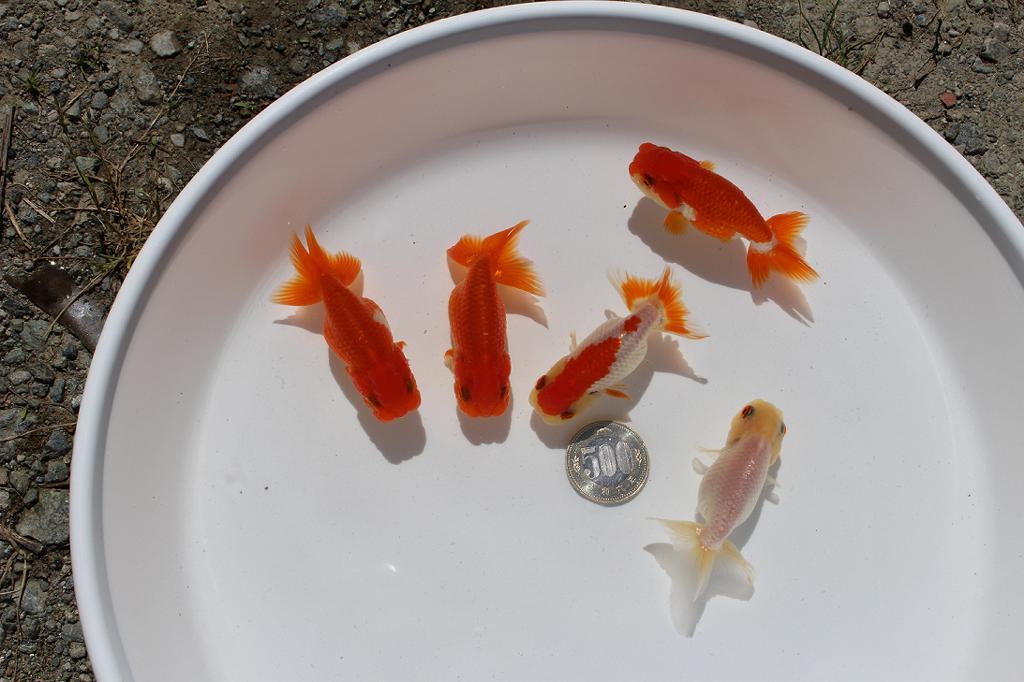 **{ Uno group golgfish two years old fish special 5 pcs all part last }**7 centimeter rom and rear (before and after) B